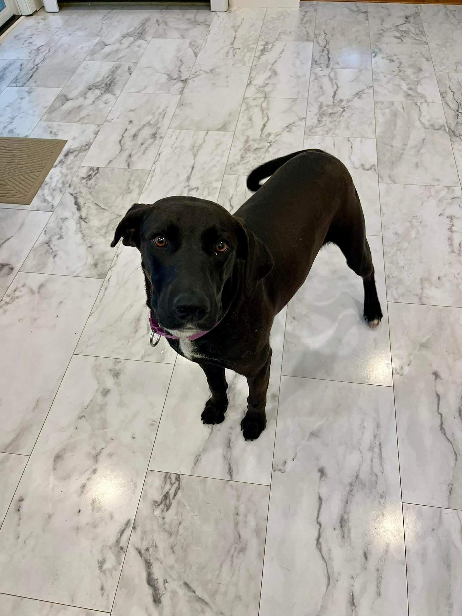 Enlarge BooBoo , an adopted Mixed Breed in Argyle, NY image 5/6