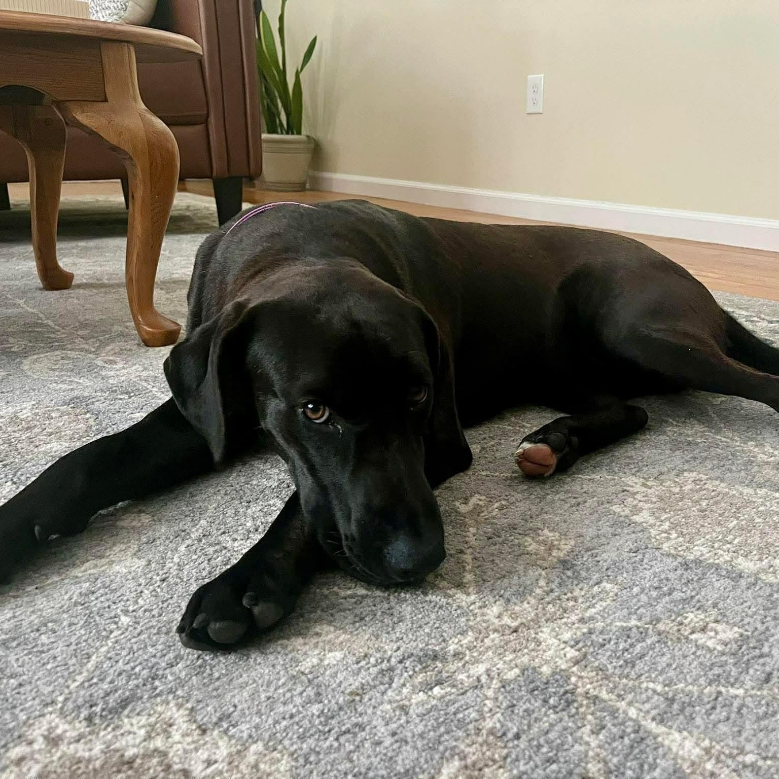 BooBoo , adopted, Puppy Male Mixed Breed.