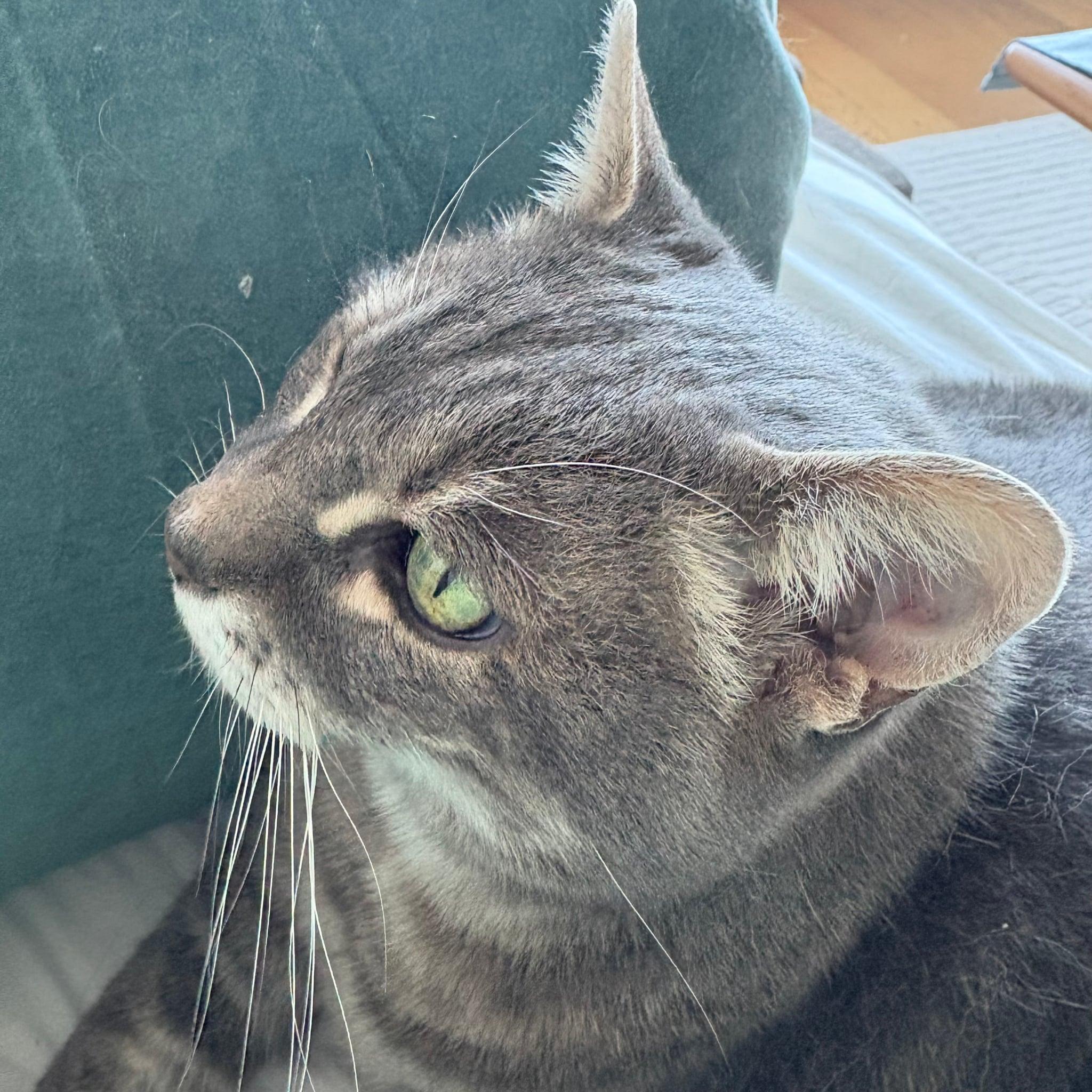 Enlarge Bella, a Adoptable Domestic Short Hair in San Francisco, CA image 3/4