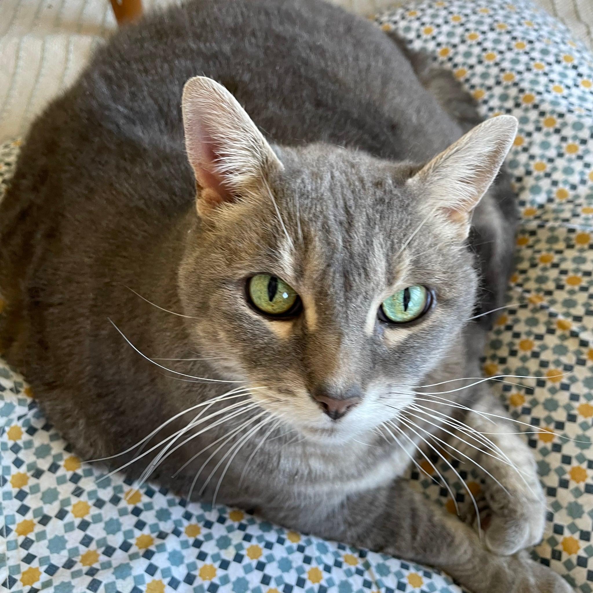 Bella, Adoptable, Senior Female Domestic Short Hair.