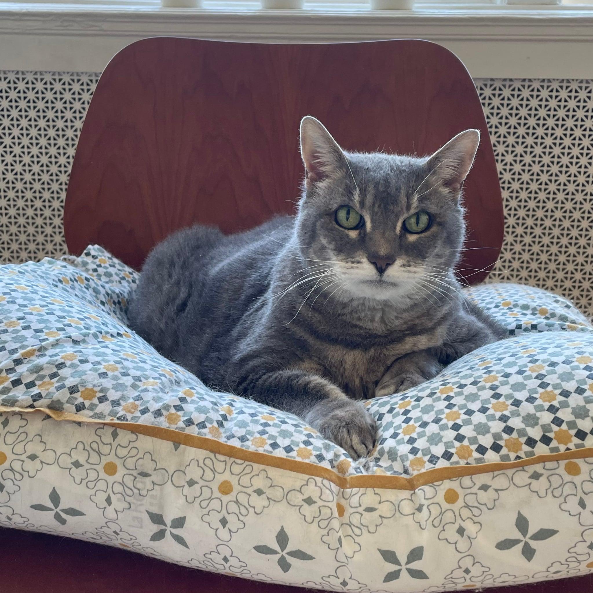 Enlarge Bella, a Adoptable Domestic Short Hair in San Francisco, CA image 2/4