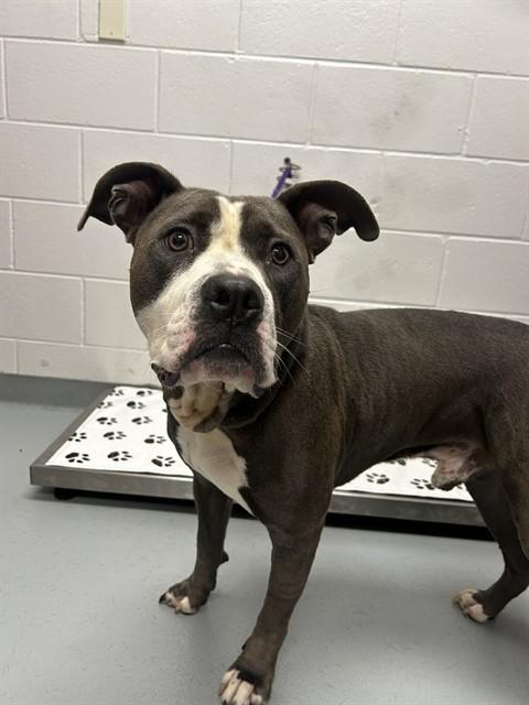 BLUE, Adoptable, Adult Male Pit Bull Terrier.