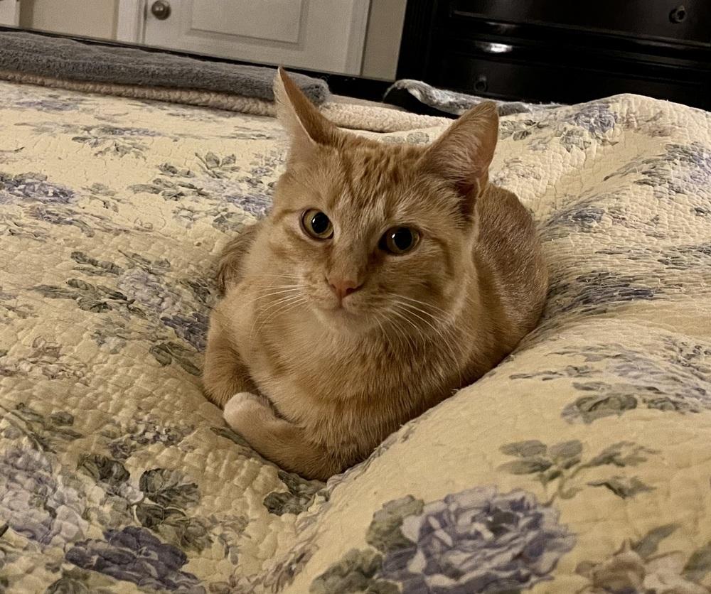 Enlarge Mercedes RC, a Adoptable Domestic Short Hair in Greenville, SC image 2/5