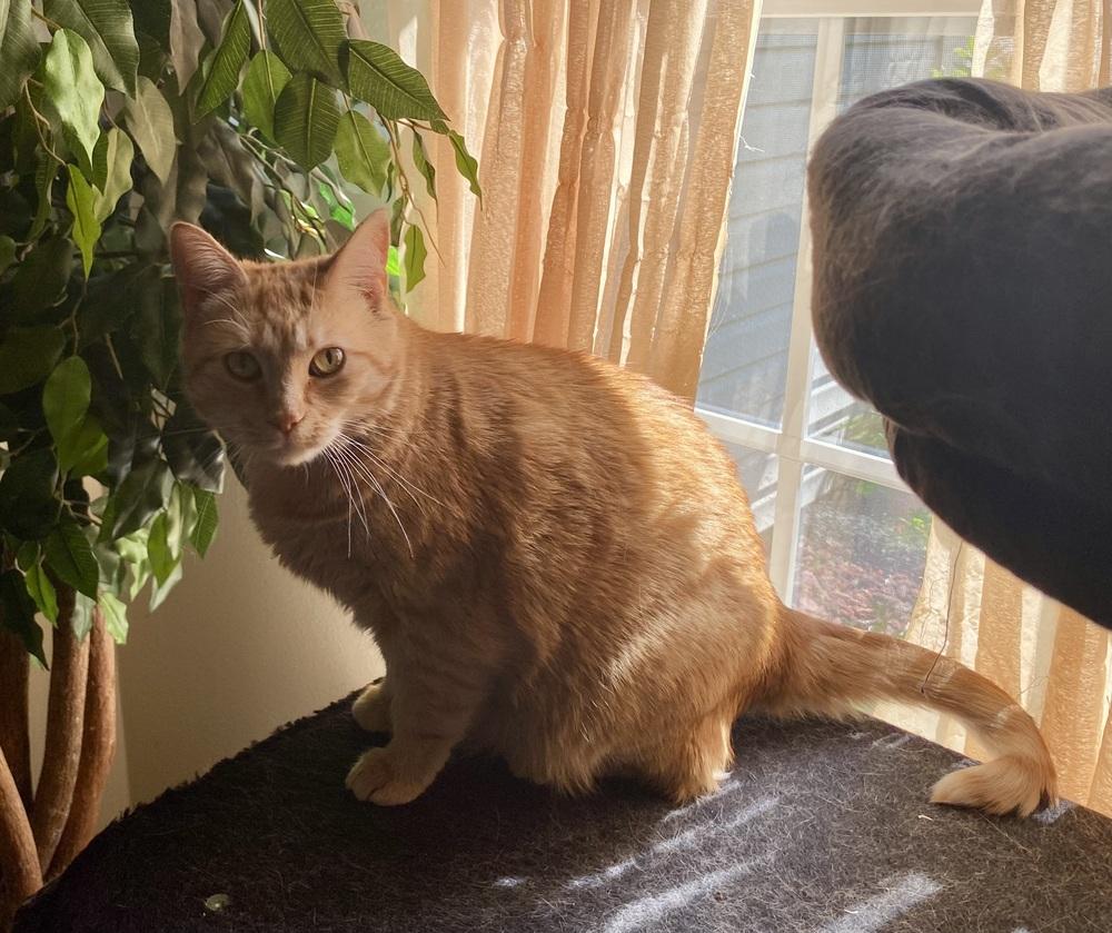 Enlarge Mercedes RC, a Adoptable Domestic Short Hair in Greenville, SC image 3/5