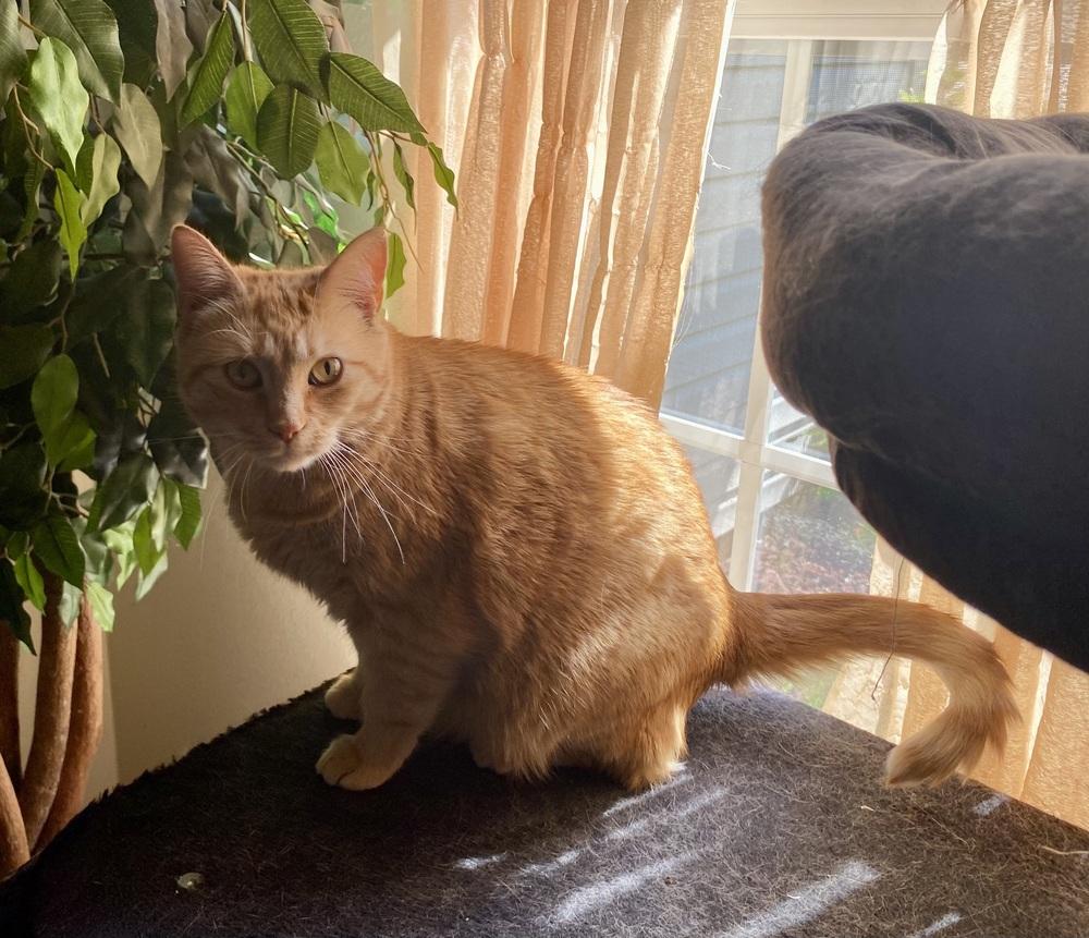 Enlarge Mercedes RC, a Adoptable Domestic Short Hair in Greenville, SC image 4/5