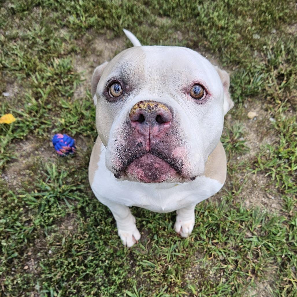 Bentley, Adoptable, Senior Male American Bulldog.