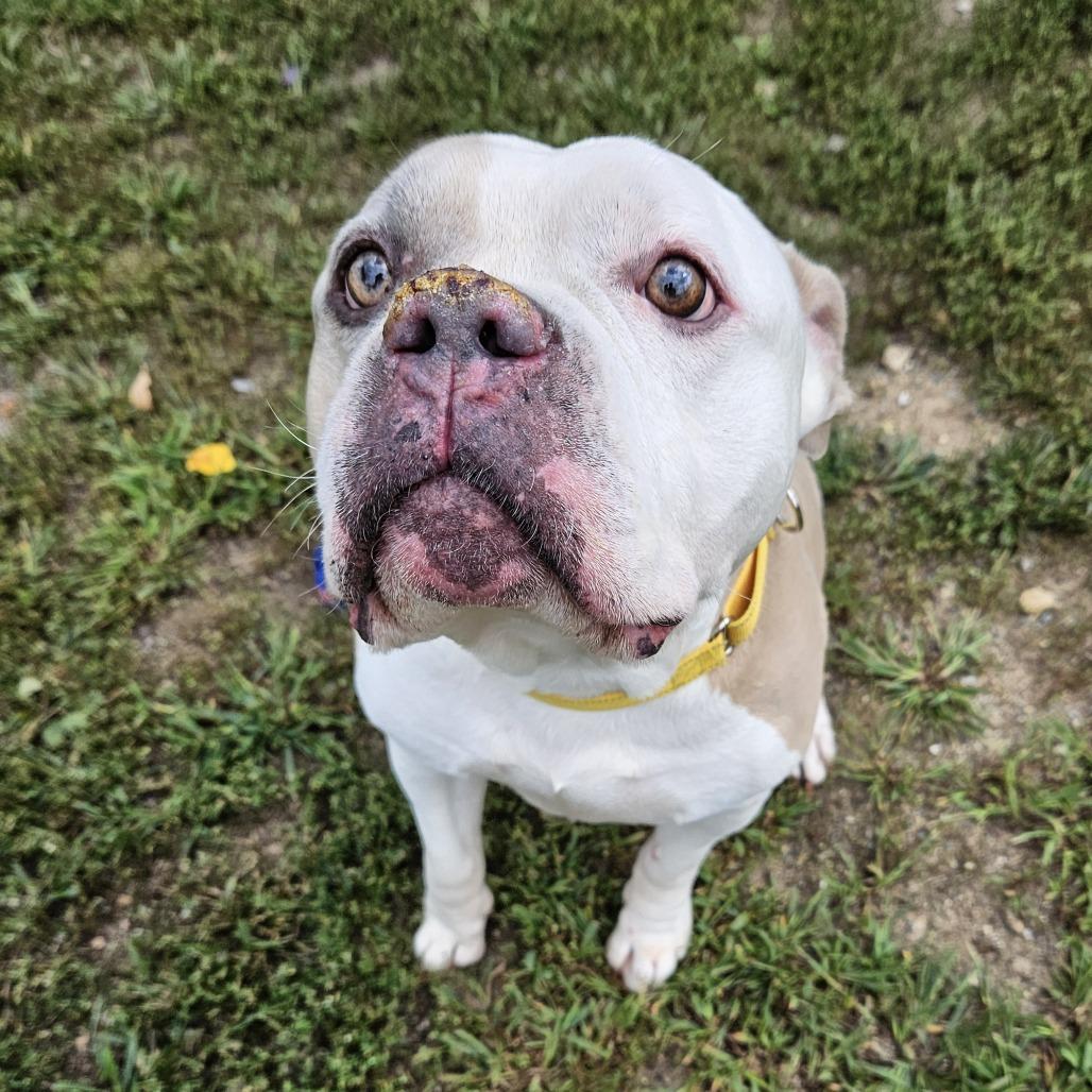 Enlarge Bentley, a Adoptable American Bulldog in Concord, NH image 2/3