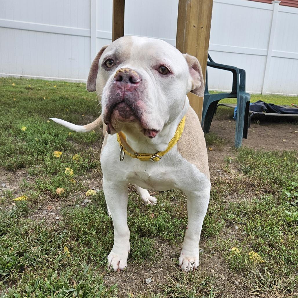 Enlarge Bentley, a Adoptable American Bulldog in Concord, NH image 3/3