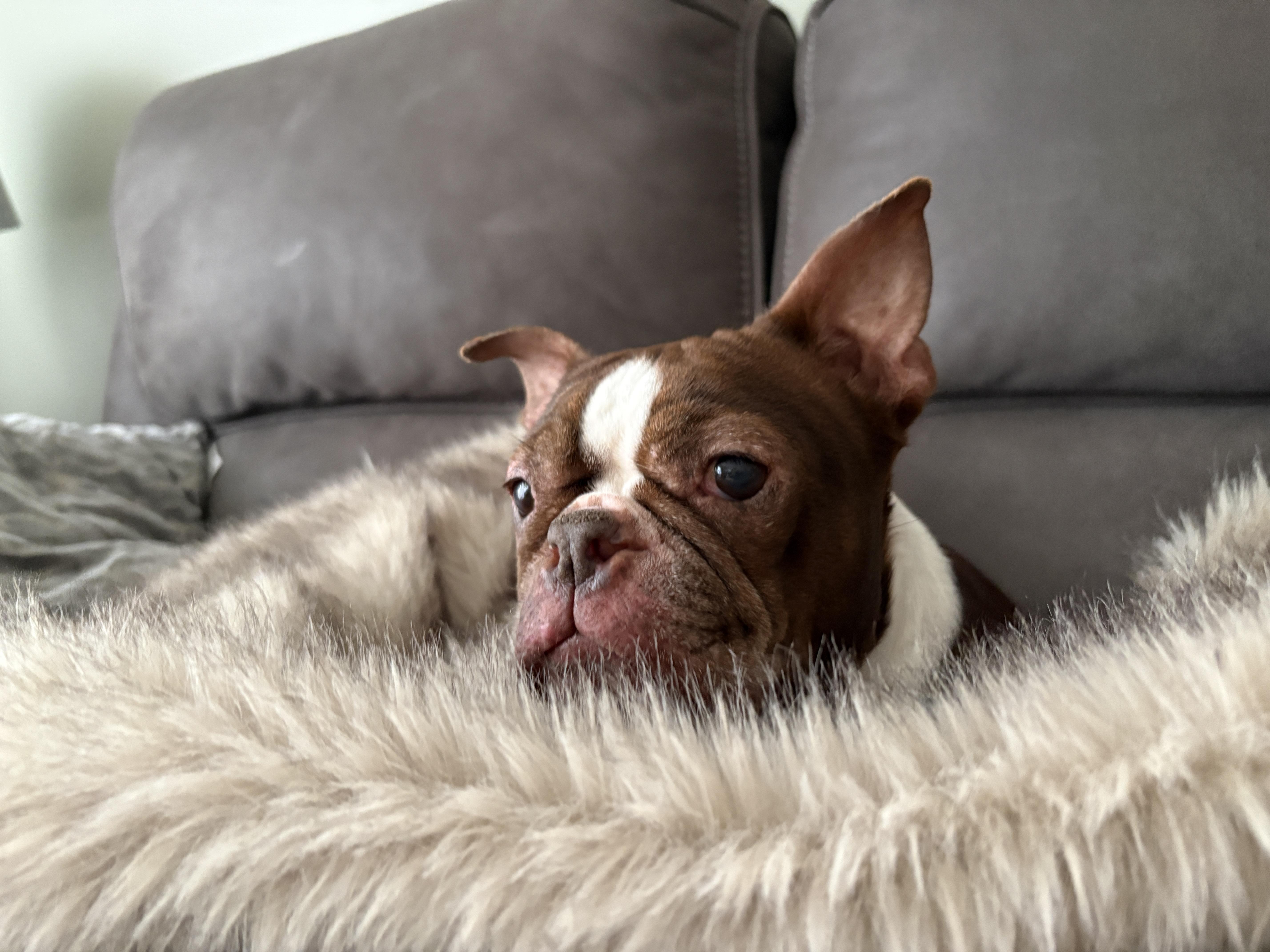 Tootsie , ADOPTABLE, Senior Female Boston Terrier.