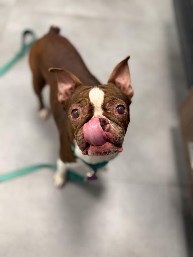 Enlarge Tootsie , a ADOPTABLE Boston Terrier in Medford, NJ image 3/5