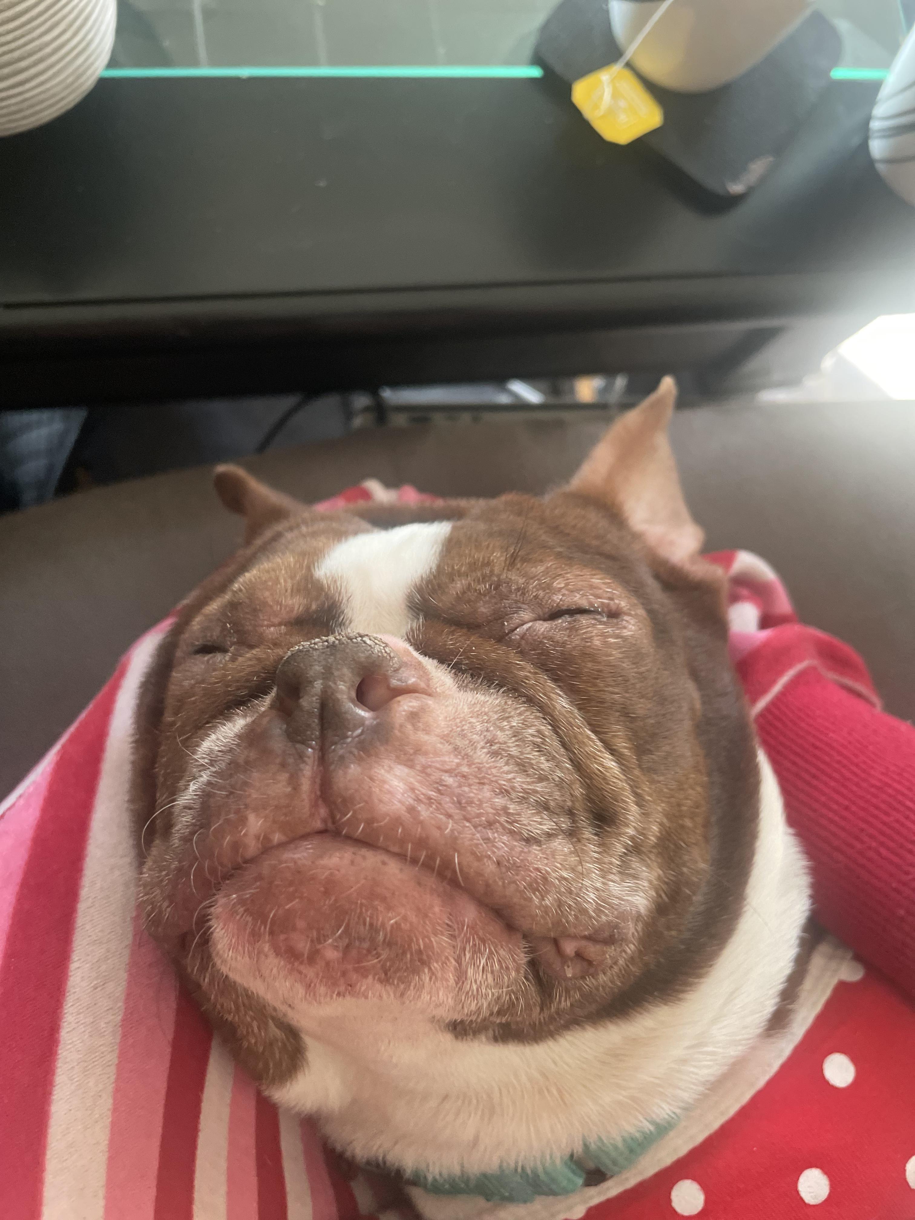 Enlarge Tootsie , a ADOPTABLE Boston Terrier in Medford, NJ image 4/5