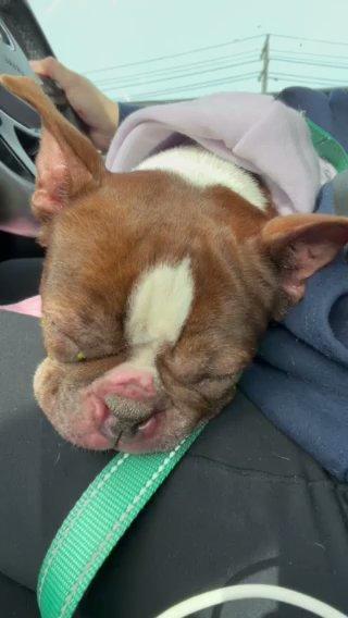 Enlarge Tootsie , a ADOPTABLE Boston Terrier in Medford, NJ image 2/5