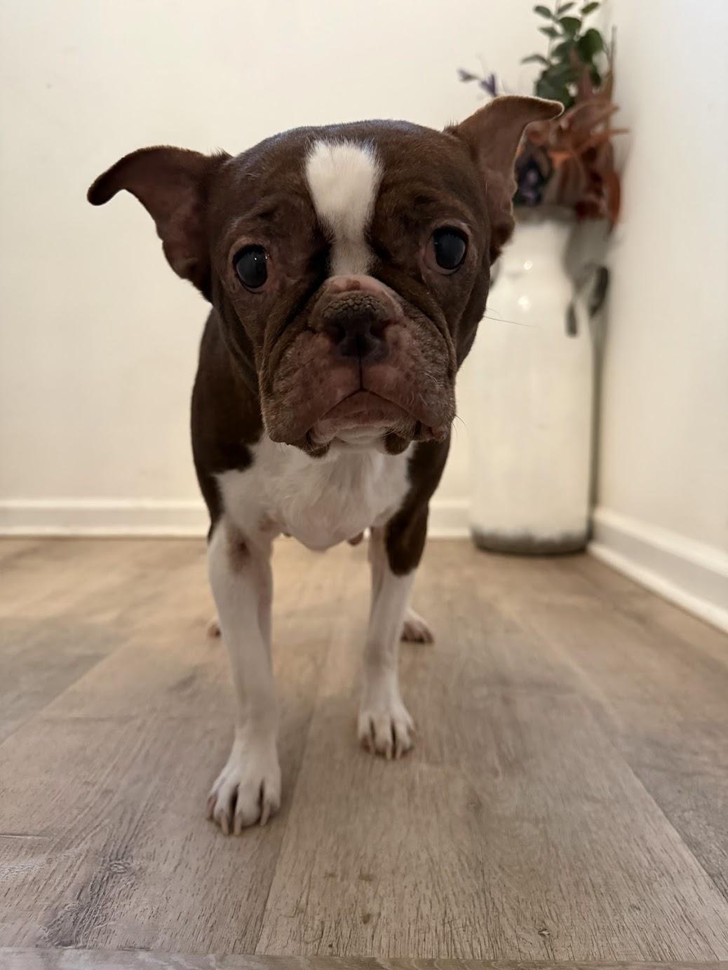 Enlarge Tootsie , a ADOPTABLE Boston Terrier in Medford, NJ image 5/5