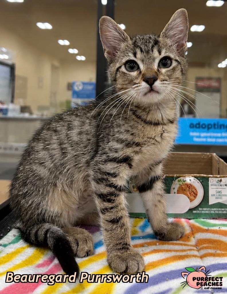 Beauregard Purrsworth, a Adoptable mixed breed in Douglasville, GA image 1/3