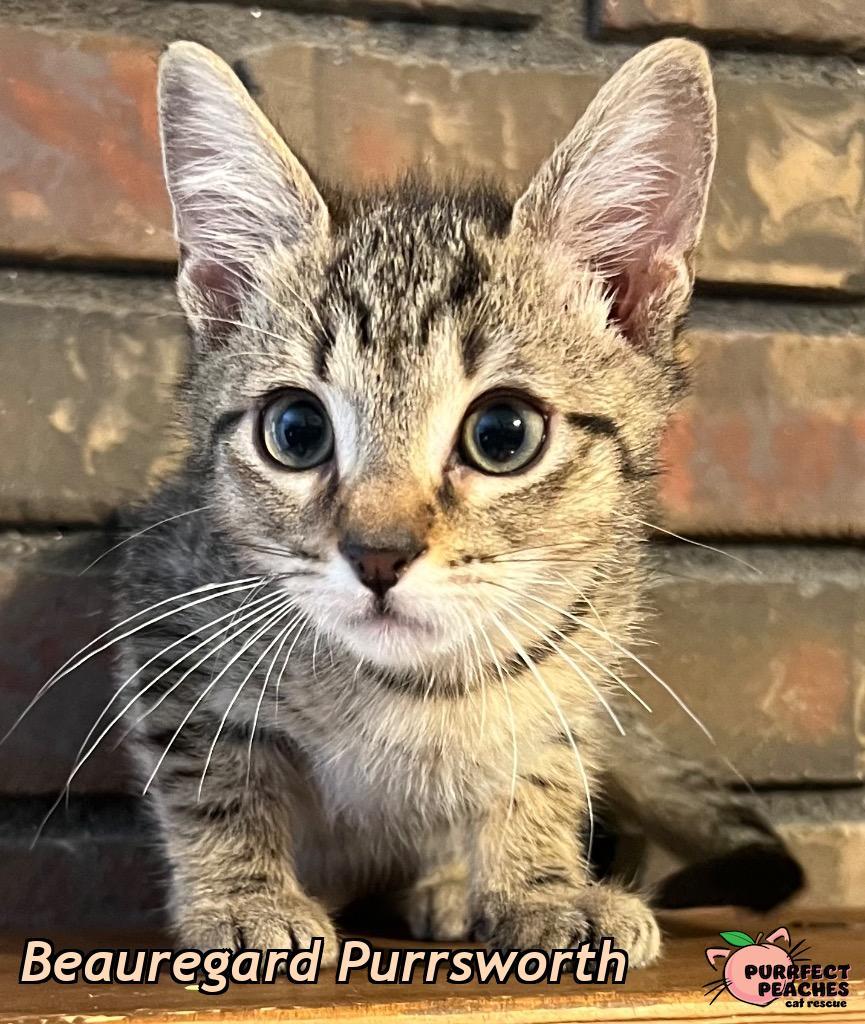 Beauregard Purrsworth, a Adoptable mixed breed in Douglasville, GA image 2/3
