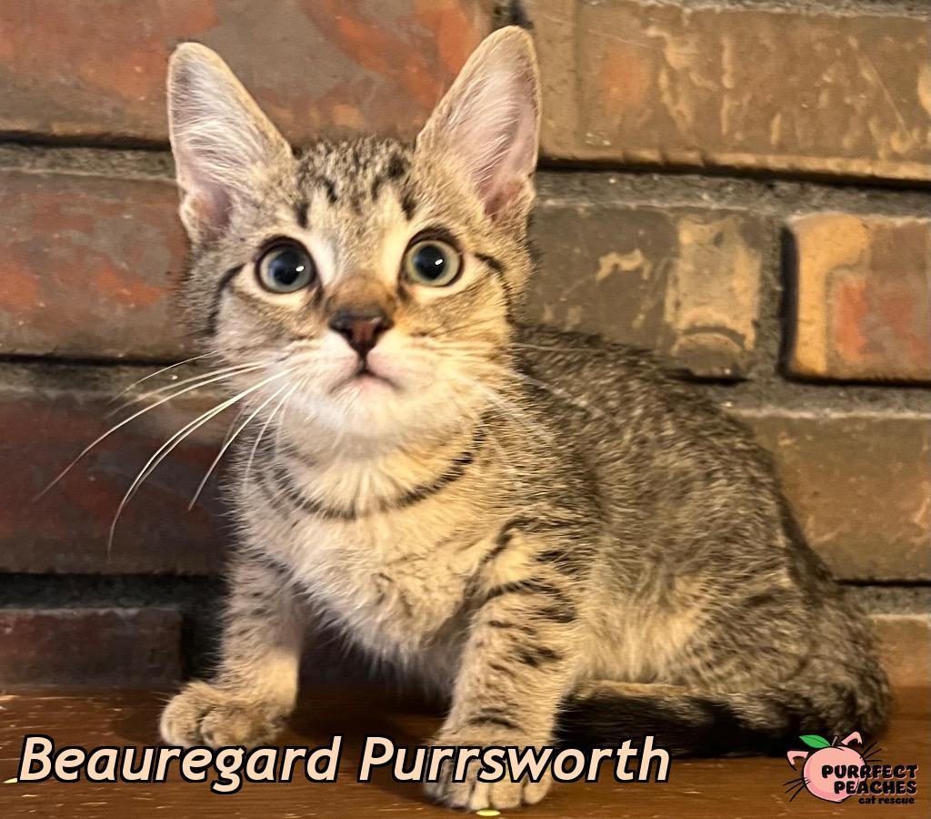 Beauregard Purrsworth, a Adoptable mixed breed in Douglasville, GA image 3/3