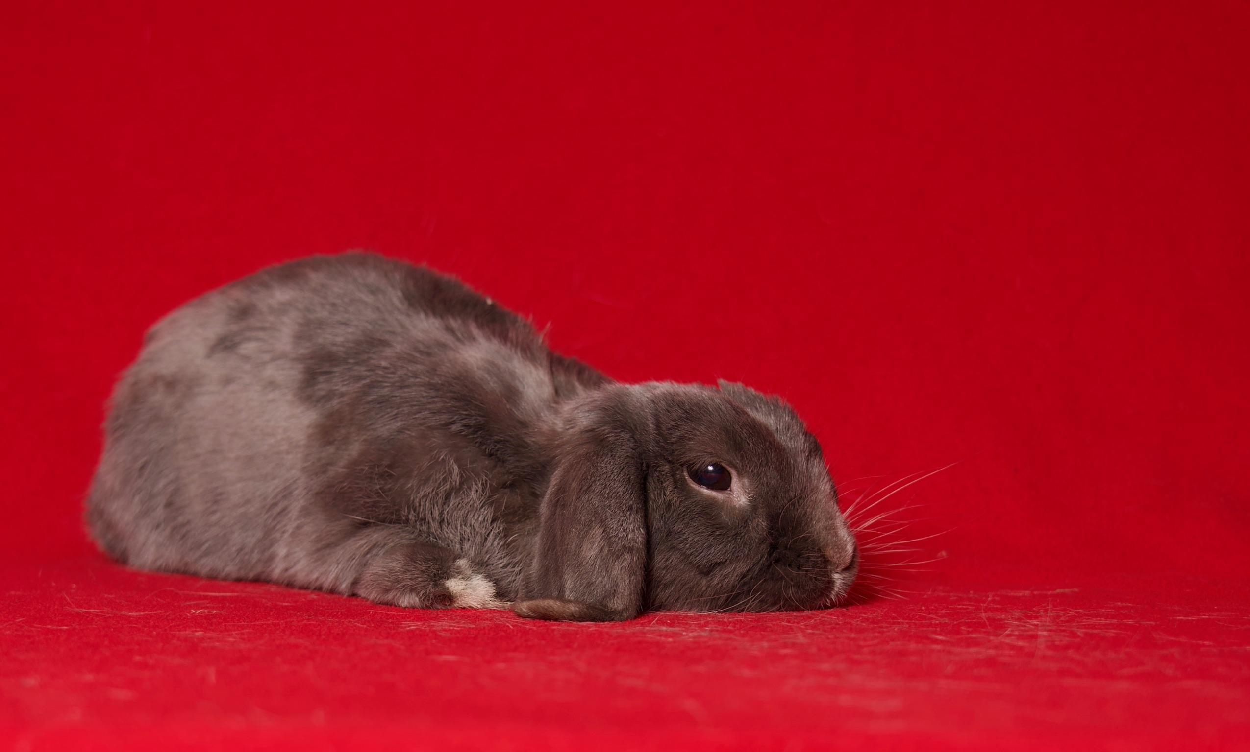 Pumpernickel, adopted, Adult Male Holland Lop.