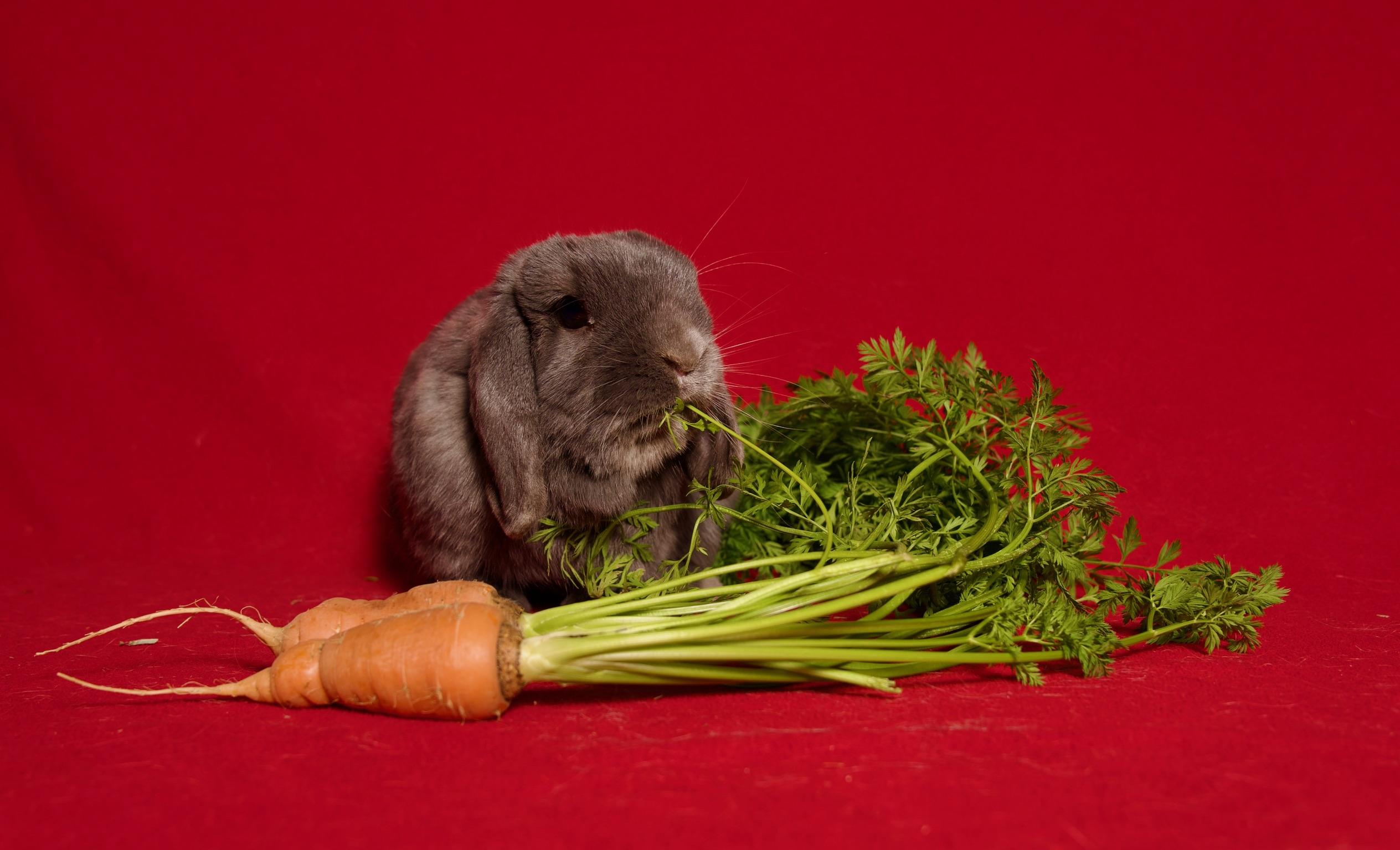 Pumpernickel, an adopted Holland Lop in Riverside, CA image 2/5