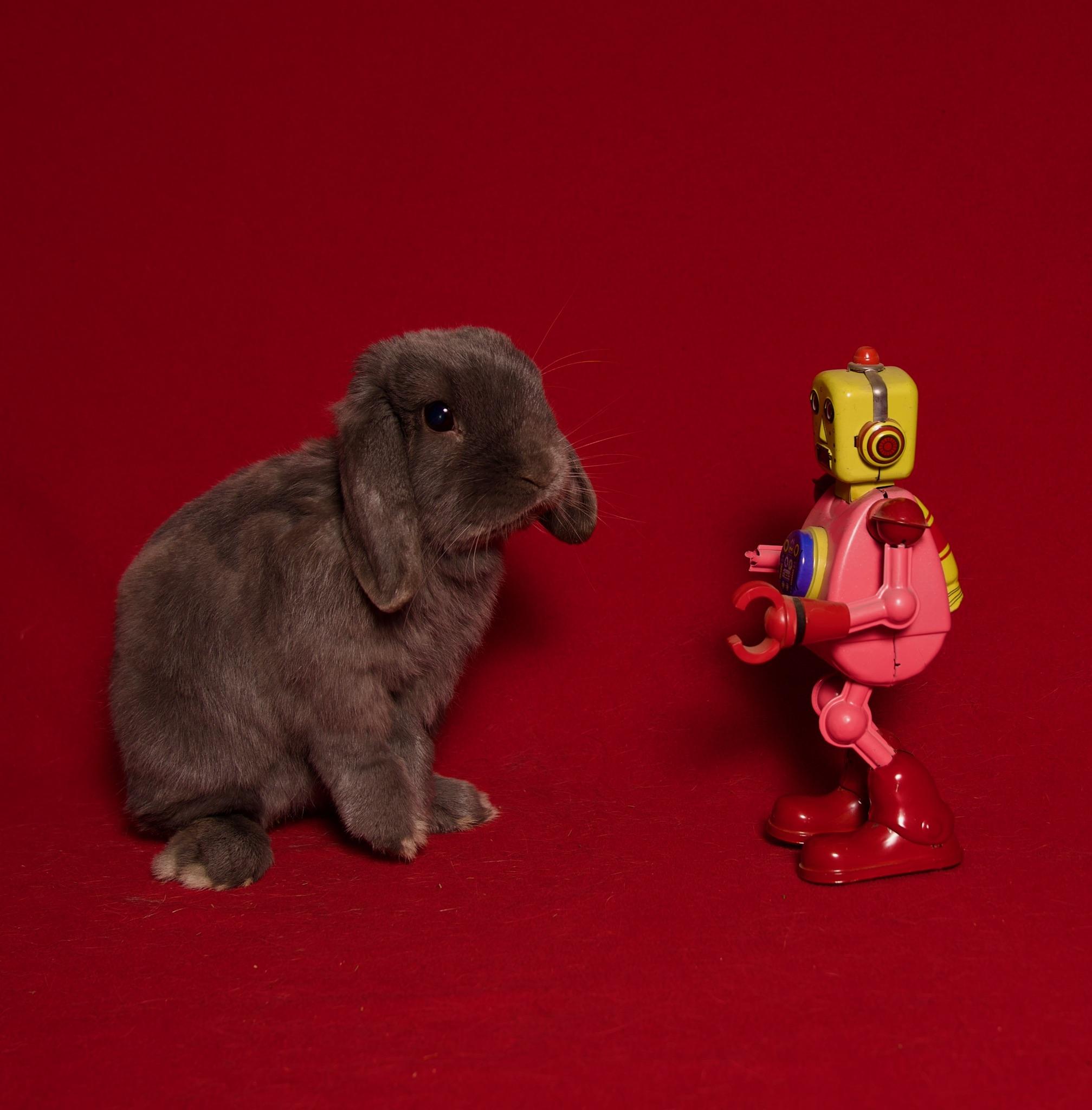 Pumpernickel, an adopted Holland Lop in Riverside, CA image 3/5