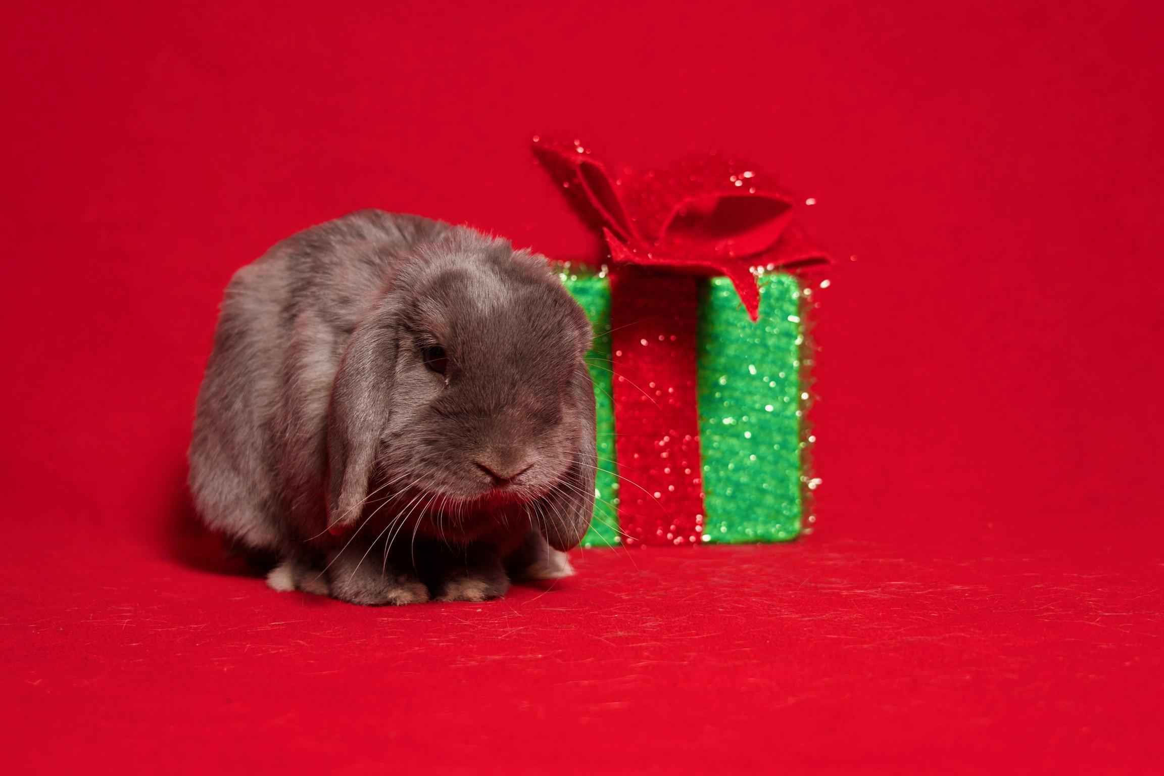 Pumpernickel, an adopted Holland Lop in Riverside, CA image 4/5