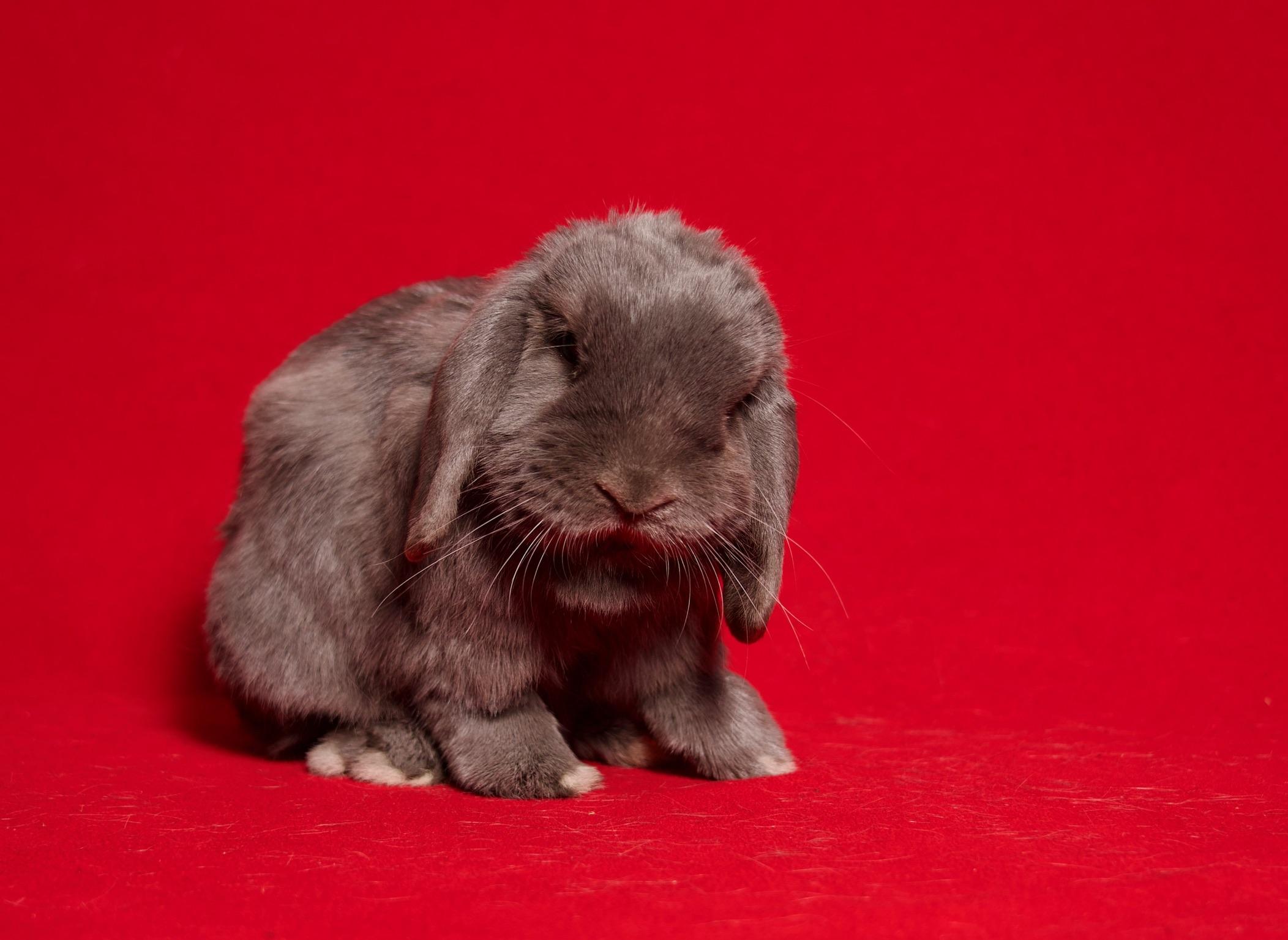 Pumpernickel, an adopted Holland Lop in Riverside, CA image 5/5