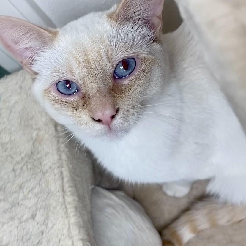 Enlarge Cheez, an adoptable mixed breed in Pocatello, ID image 2/6