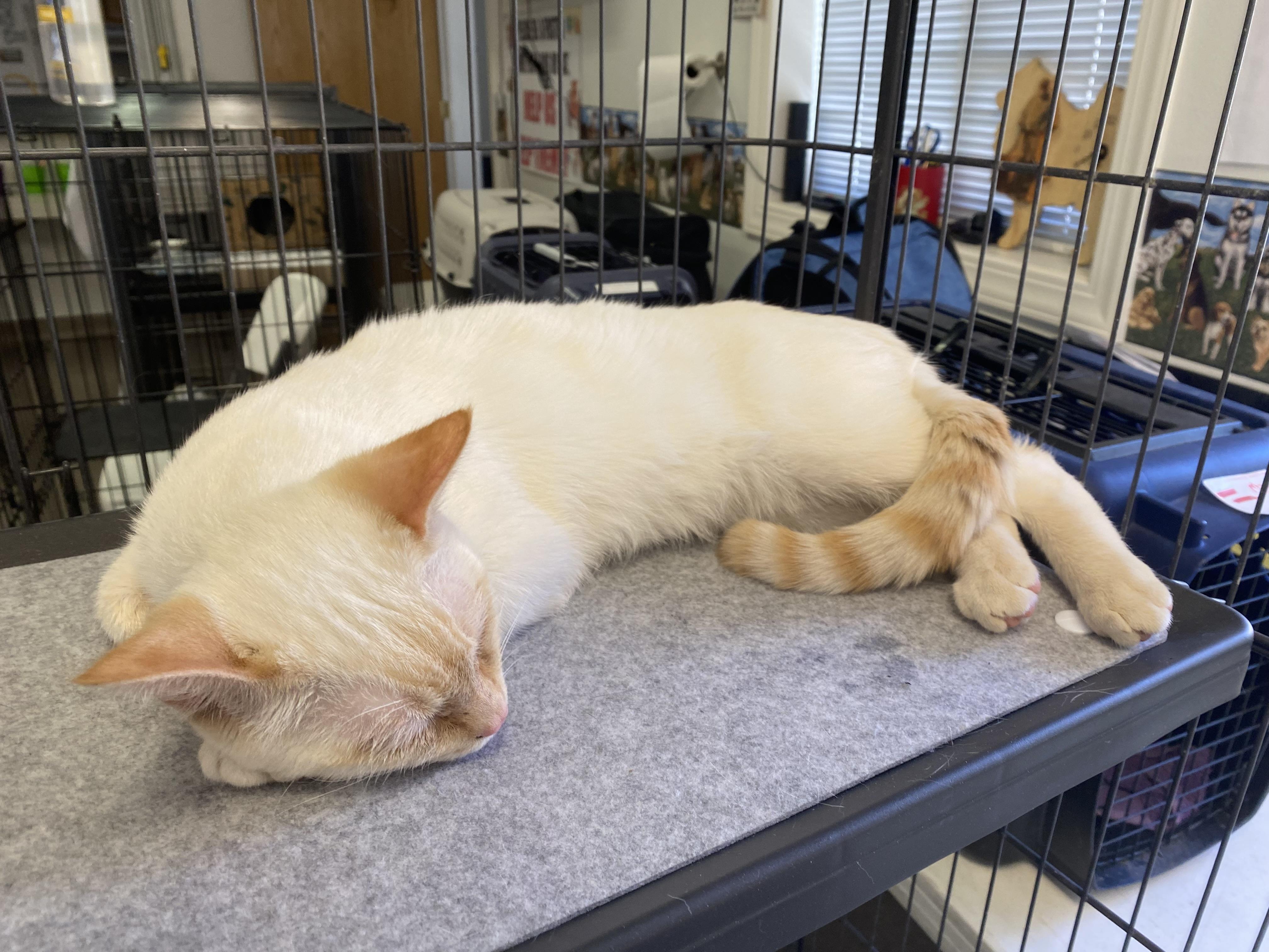 Cheez, a Adoptable mixed breed in Pocatello, ID image 6/6