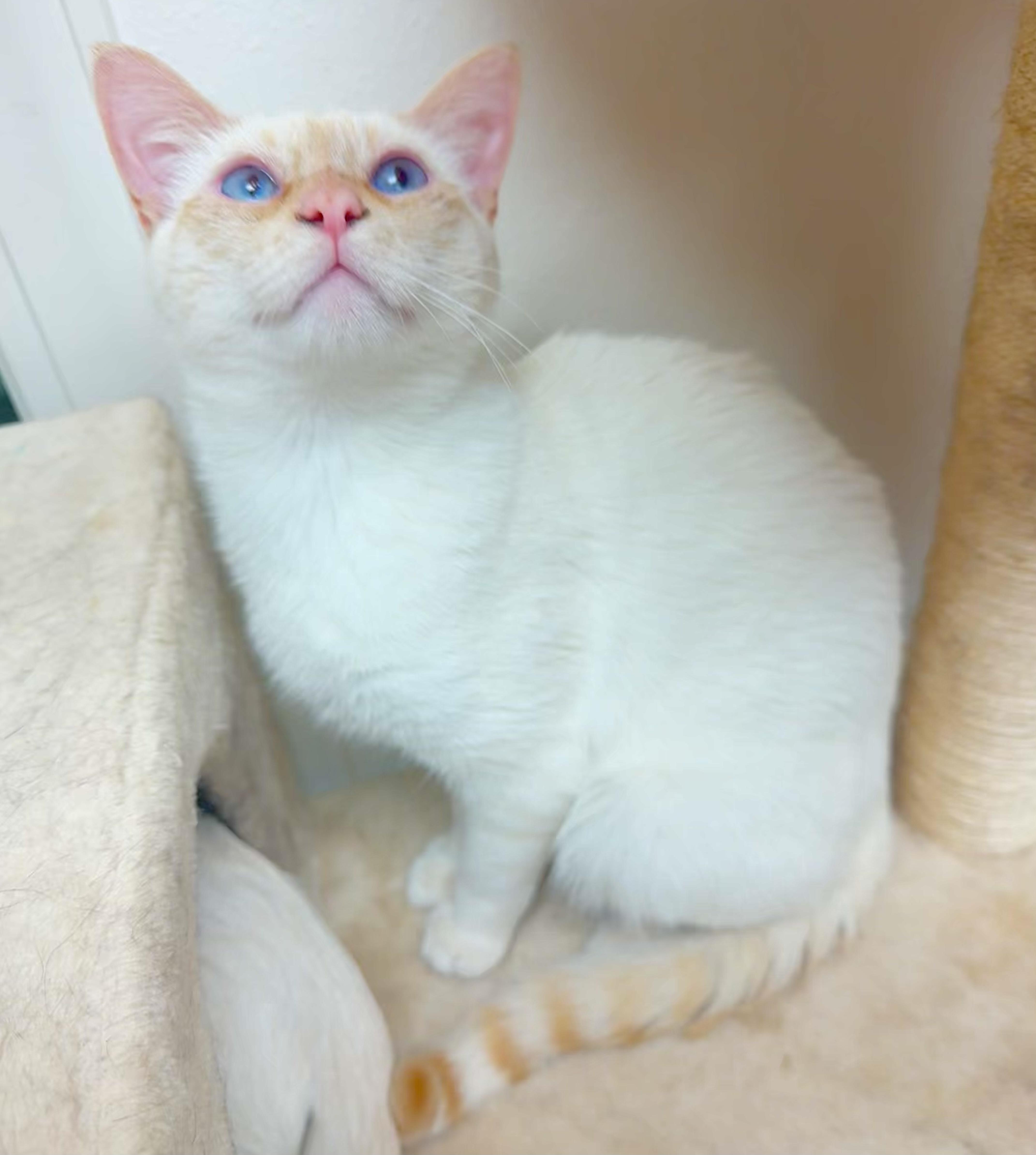 Cheez, a Adoptable mixed breed in Pocatello, ID image 5/6