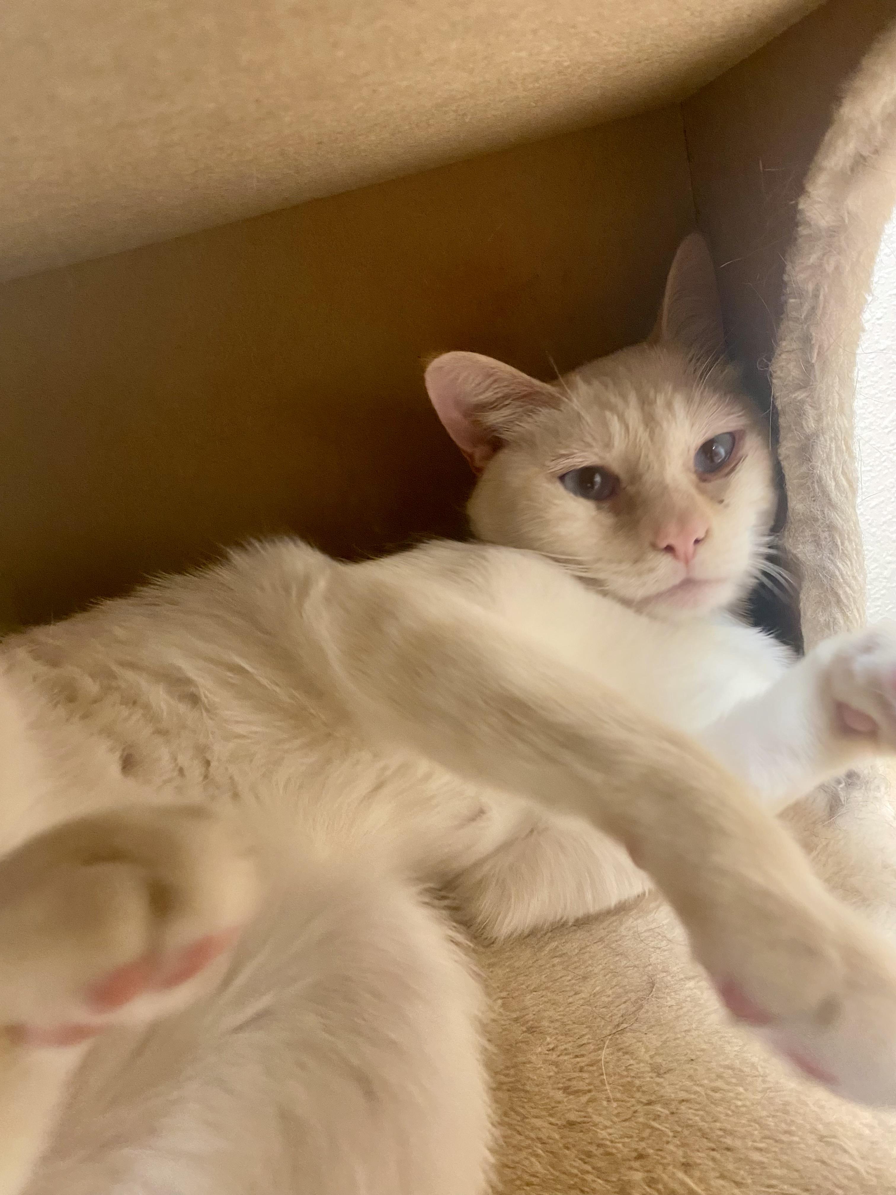 Enlarge Cheez, an adoptable mixed breed in Pocatello, ID image 3/6