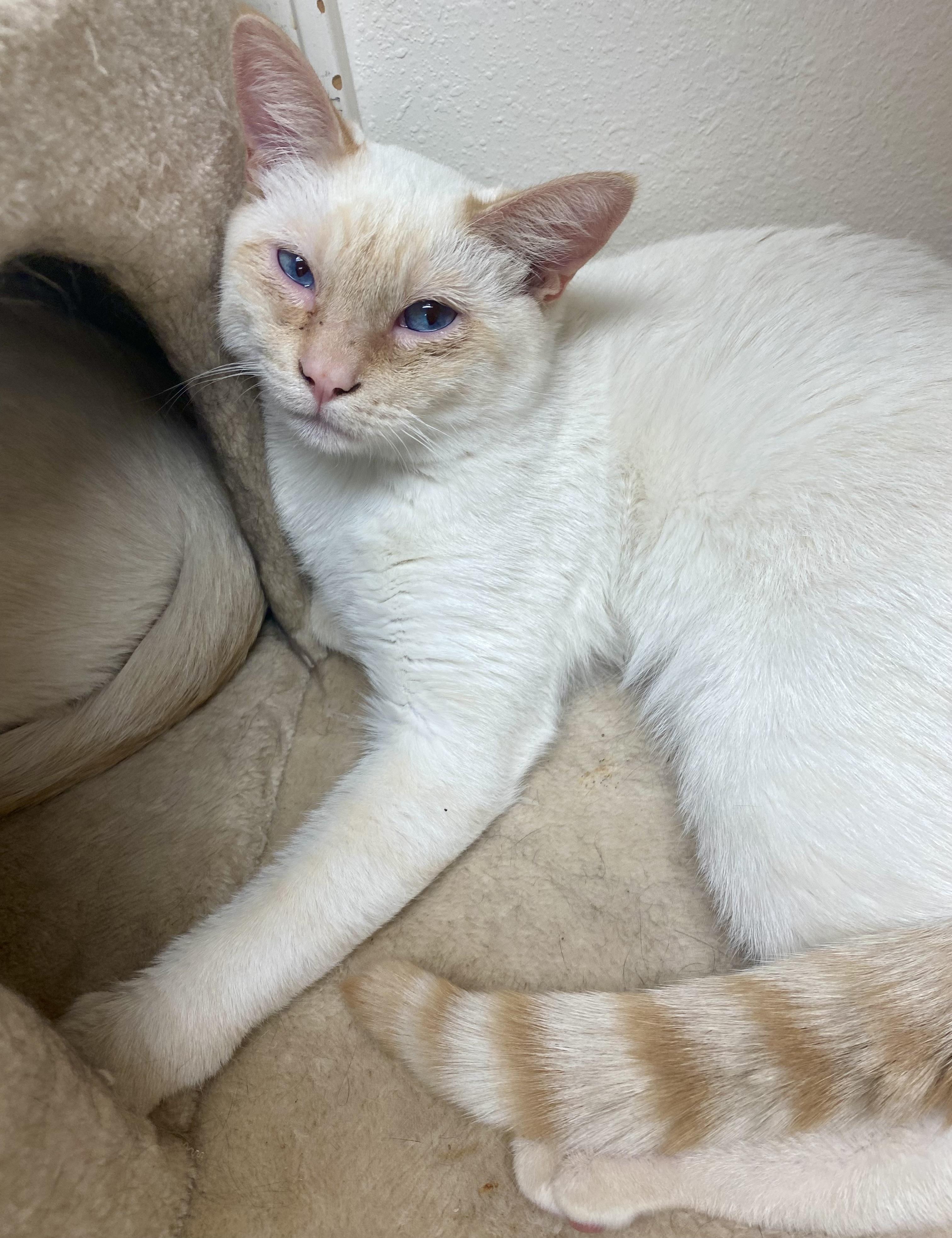 Cheez, a Adoptable mixed breed in Pocatello, ID image 3/6