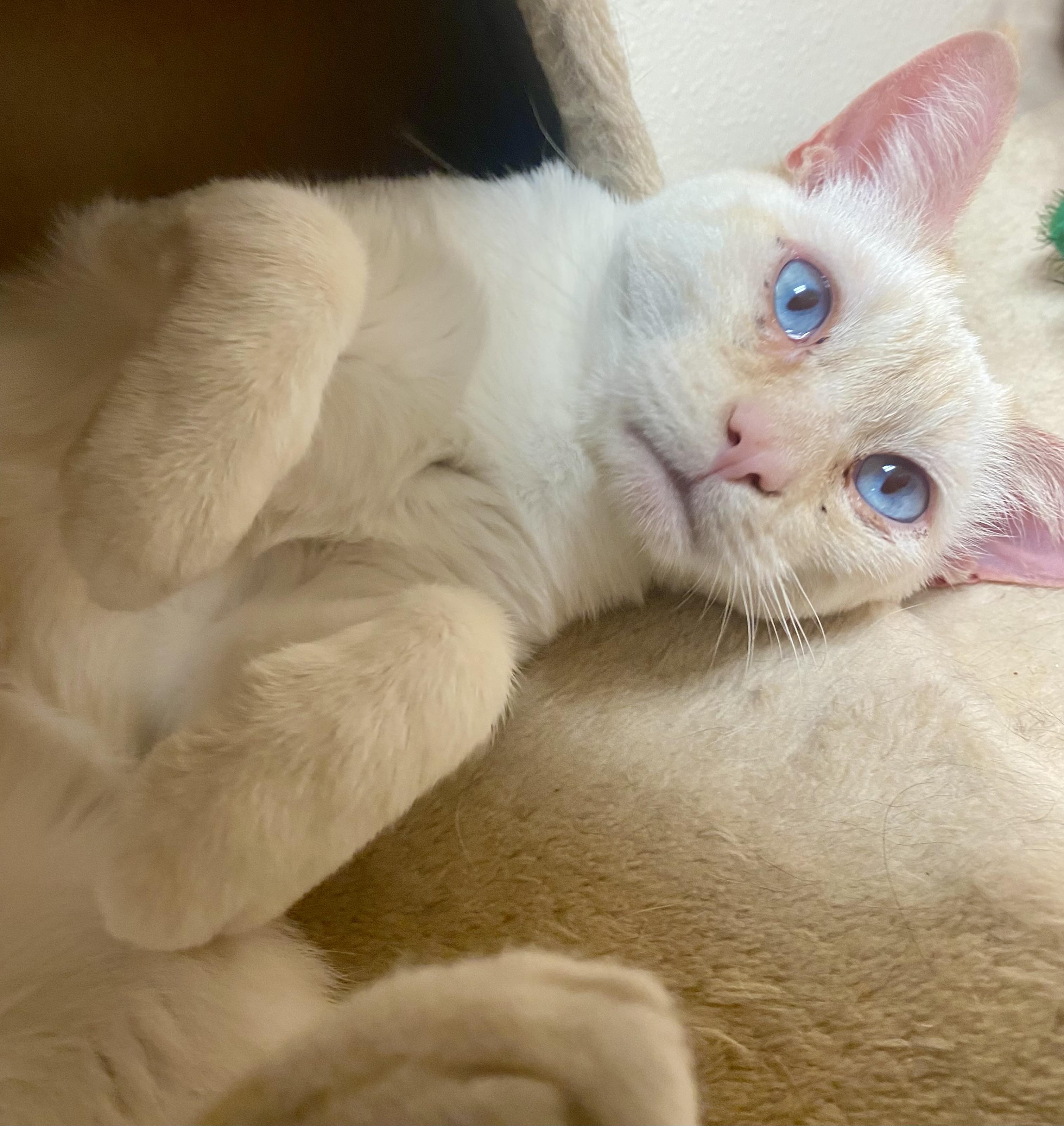 Enlarge Cheez, an adoptable mixed breed in Pocatello, ID image 1/6