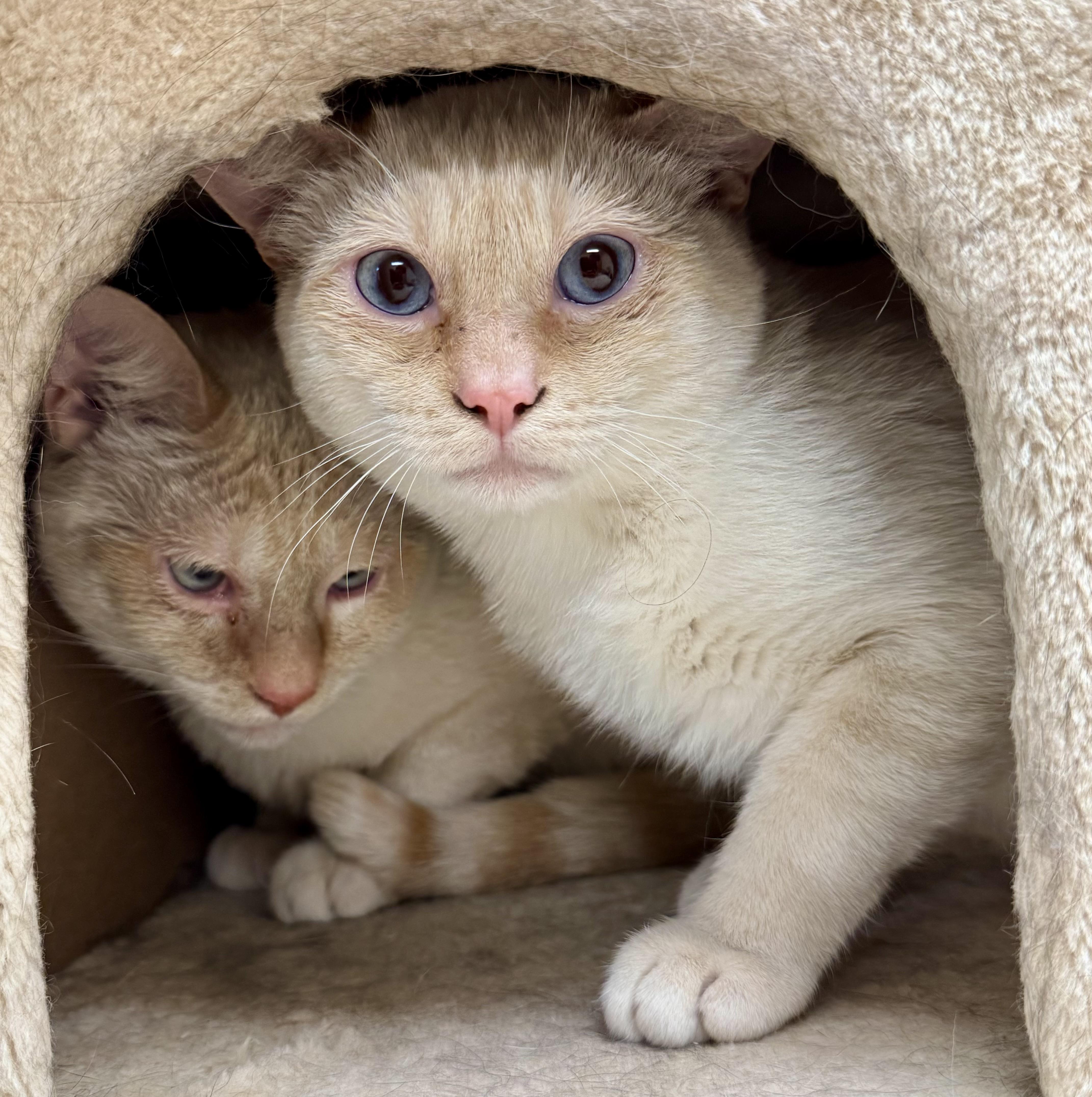 Cheez, a Adoptable mixed breed in Pocatello, ID image 1/6