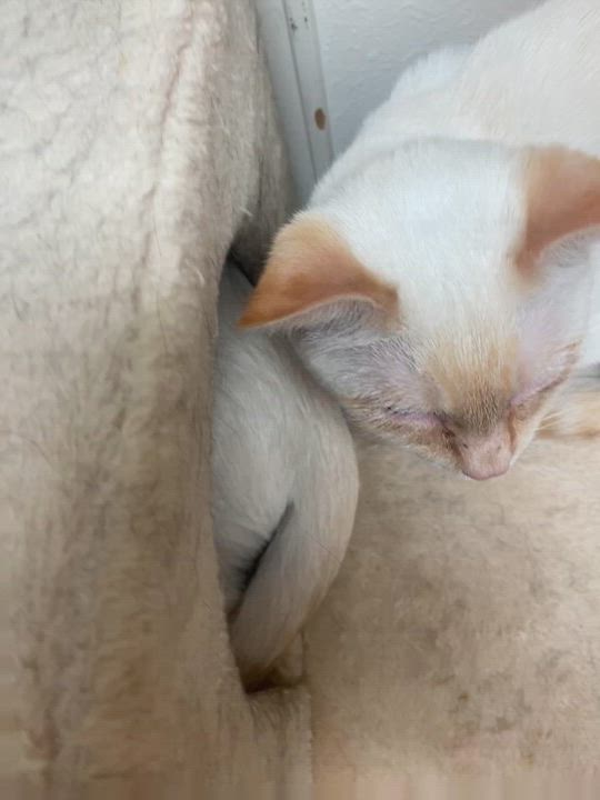 Enlarge Cheez, a Adoptable mixed breed in Pocatello, ID video 4/6