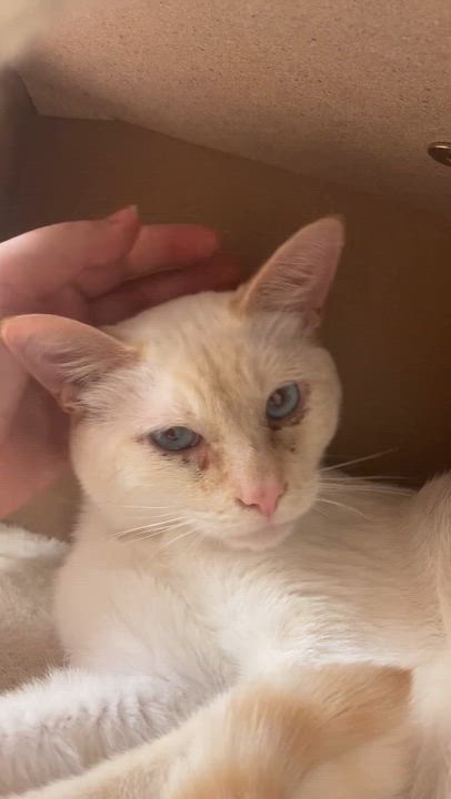 Enlarge Cheez, an adoptable mixed breed in Pocatello, ID video 6/6
