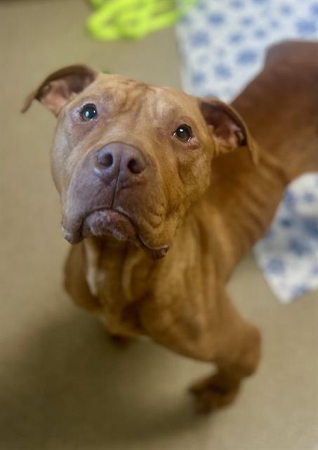 Enlarge SCARLET, a Adoptable American Staffordshire Terrier in Newton, NC image 1/1