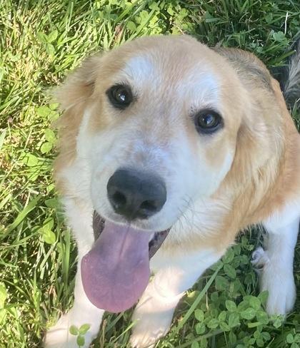Enlarge Karl, a ADOPTABLE mixed breed in Honeoye Falls, NY image 1/1