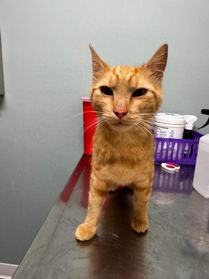 Enlarge Queso, an adopted Domestic Short Hair in Annapolis, MD image 1/2