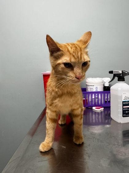Enlarge Queso, an adopted Domestic Short Hair in Annapolis, MD image 2/2