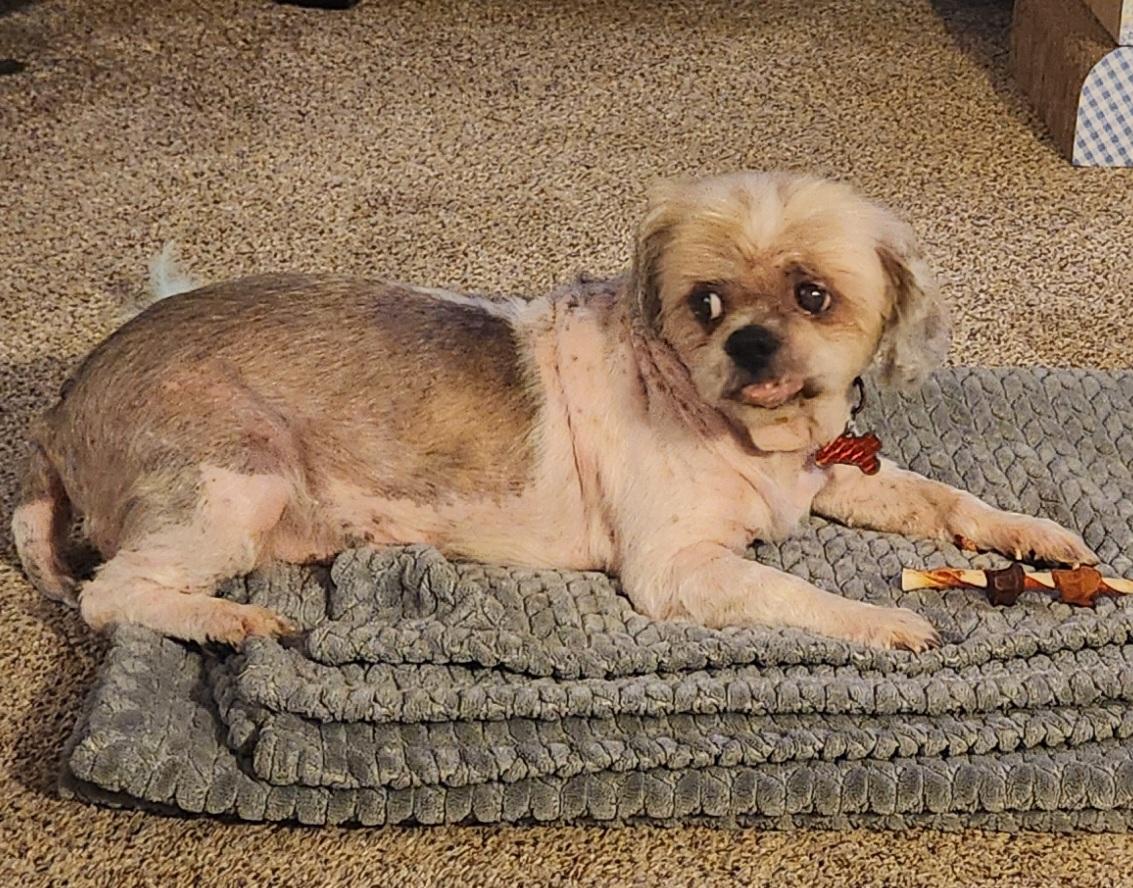 Enlarge Clark, a Adopted Shih Tzu in Fairview Park, OH image 3/3
