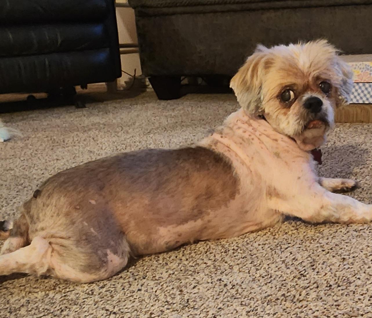 Enlarge Clark, a Adopted Shih Tzu in Fairview Park, OH image 2/3