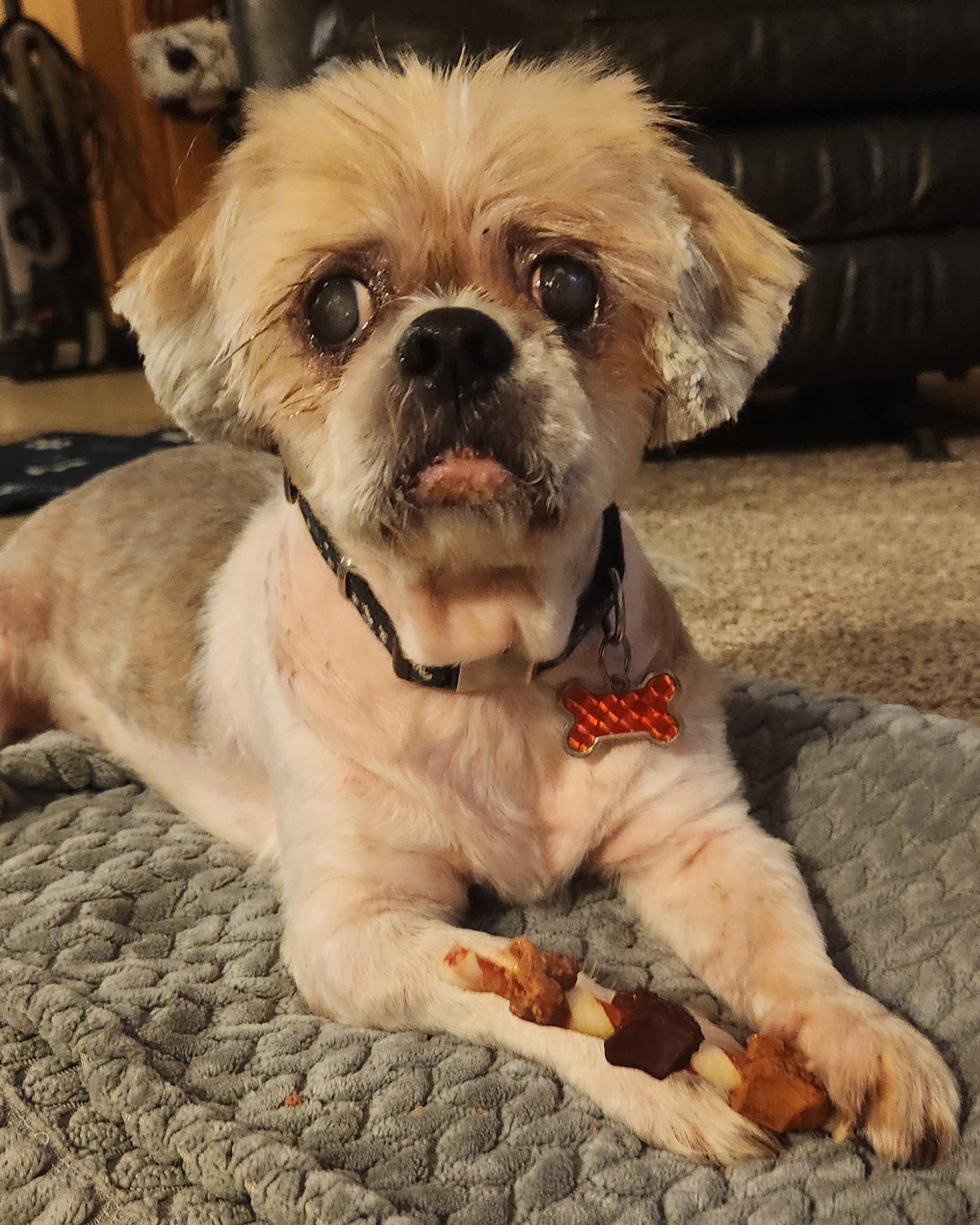 Enlarge Clark, a Adopted Shih Tzu in Fairview Park, OH image 1/3