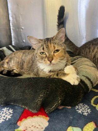 Reagan, ADOPTABLE, Adult Female Domestic Short Hair.