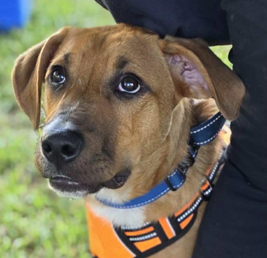 Enlarge Maxwell, a Adoptable mixed breed in Ocean Springs, MS image 4/4