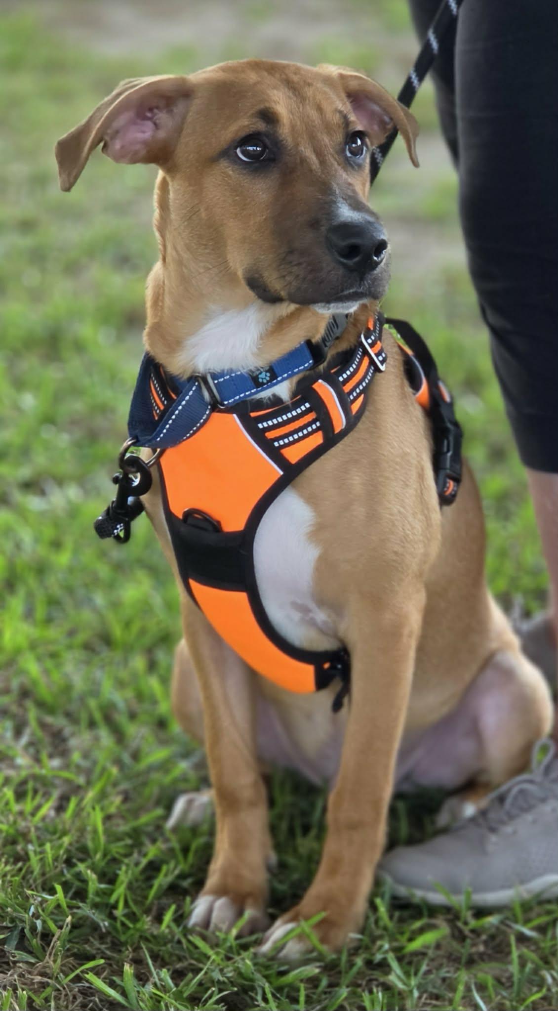 Enlarge Maxwell, a Adoptable mixed breed in Ocean Springs, MS image 2/4