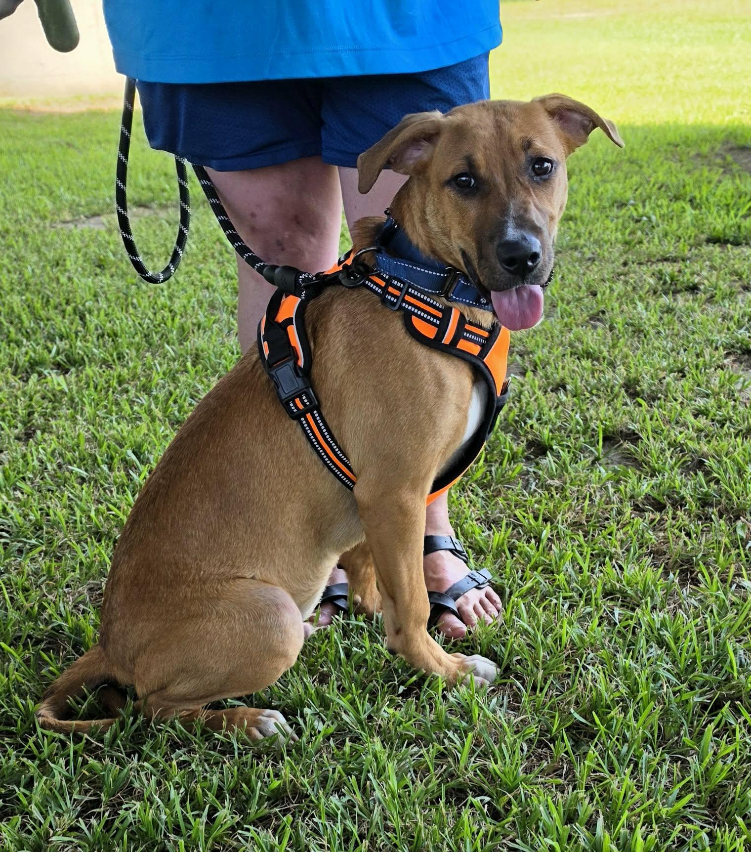 Enlarge Maxwell, a Adoptable mixed breed in Ocean Springs, MS image 1/4