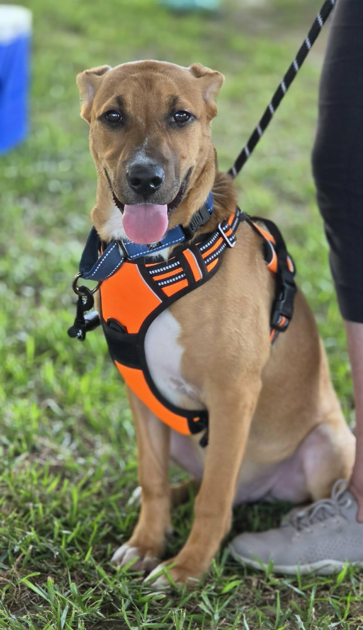 Enlarge Maxwell, a Adoptable mixed breed in Ocean Springs, MS image 3/4