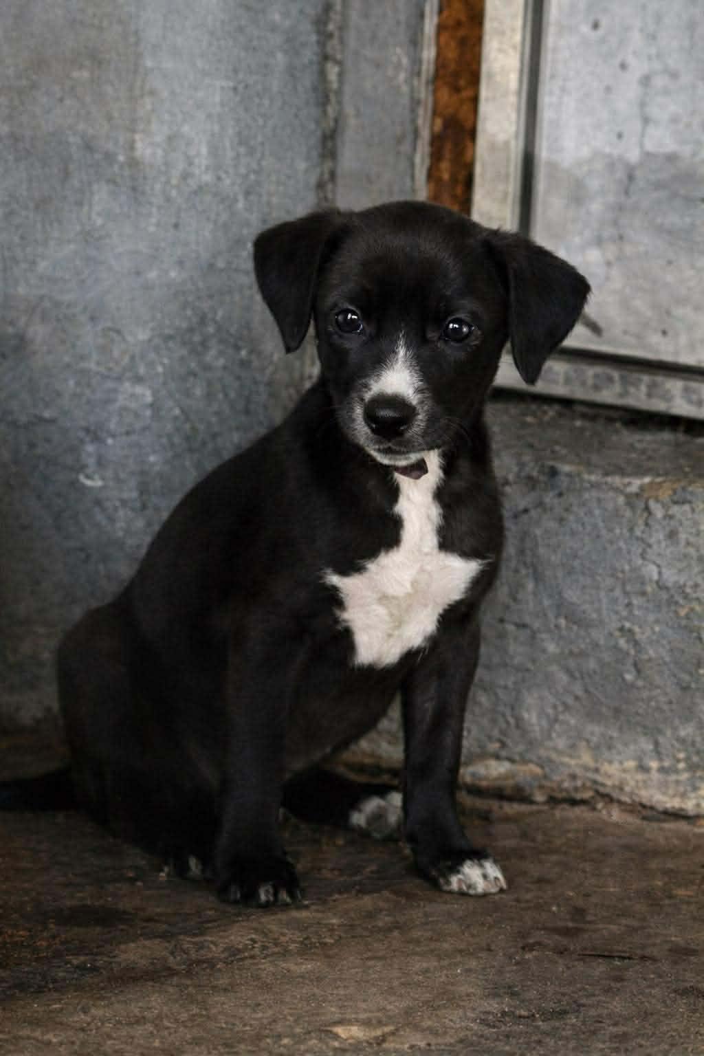 Viva, Adoptable, Puppy Female Pointer.