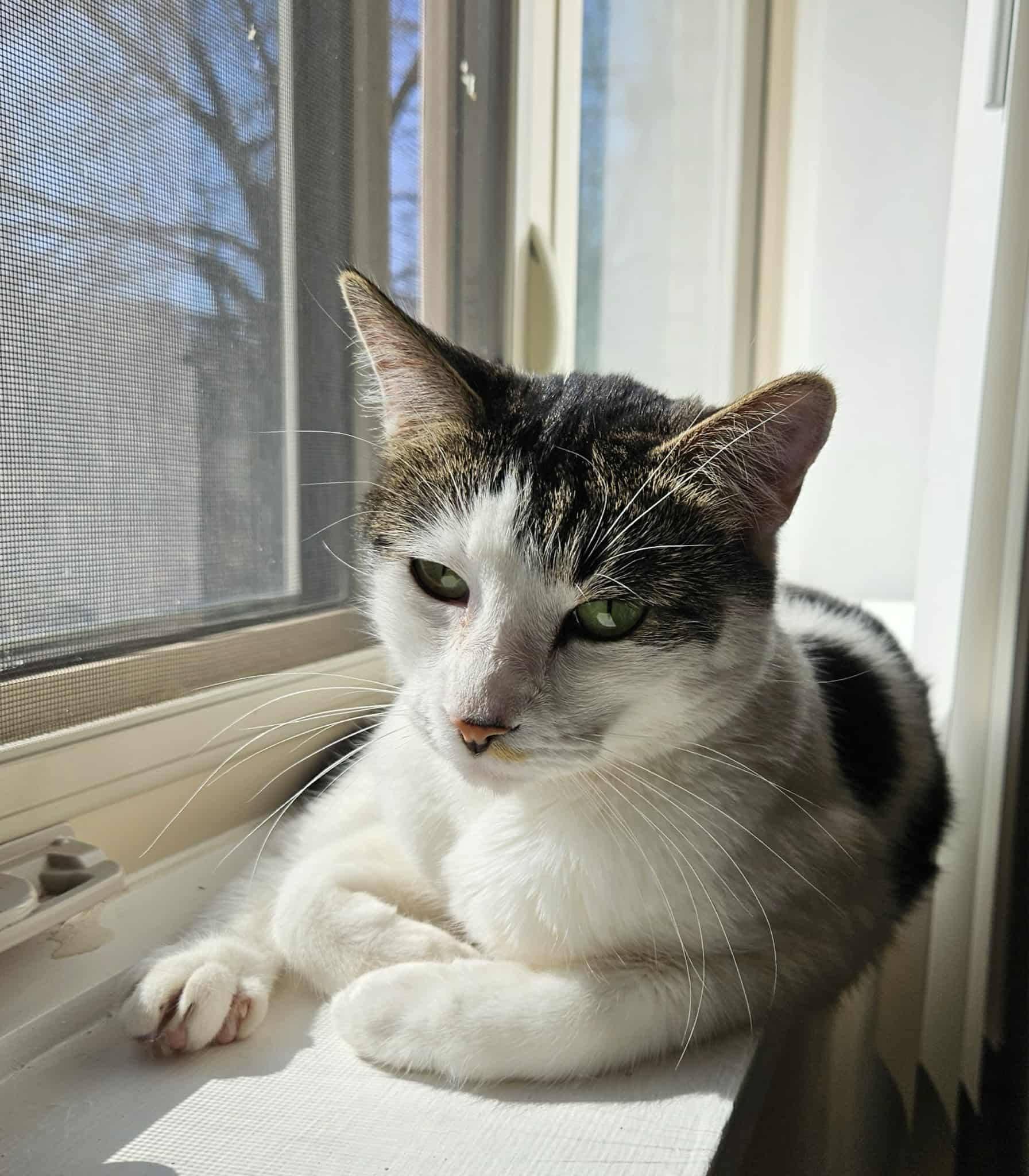 Enlarge Little Lady, a ADOPTABLE Domestic Short Hair in Winnipeg, MB image 3/3