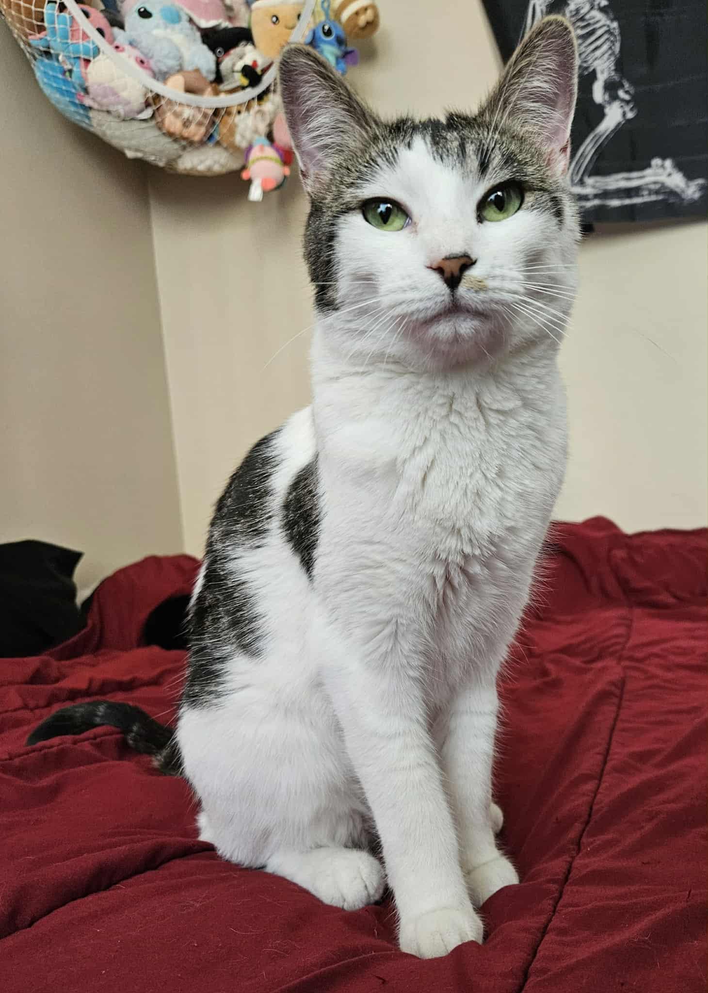 Little Lady, ADOPTABLE, Adult Female Domestic Short Hair.