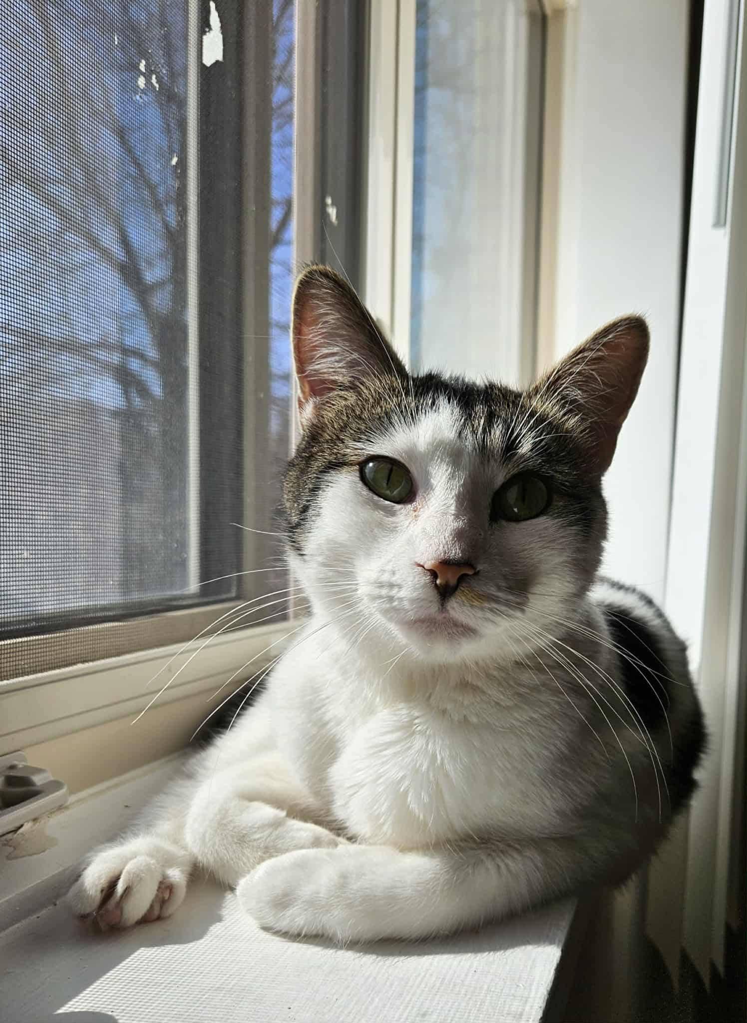 Enlarge Little Lady, a ADOPTABLE Domestic Short Hair in Winnipeg, MB image 2/3